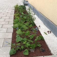 geveltuin